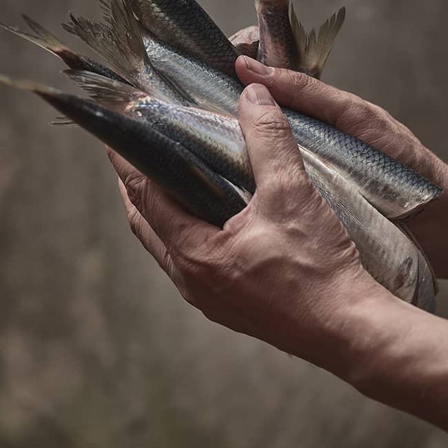 Wikingerschänke - Frischer Fisch aus der Region